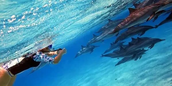 A swimmer alongside wild dolphins