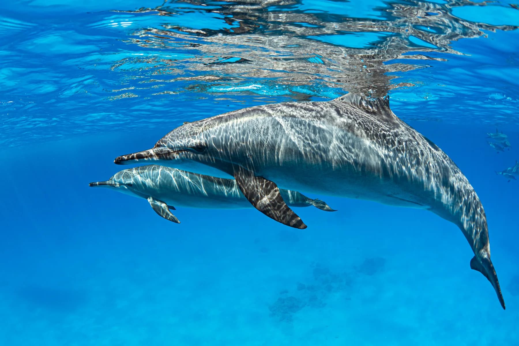 Wild dolphins swimming through the clear blue waters of the Red Sea