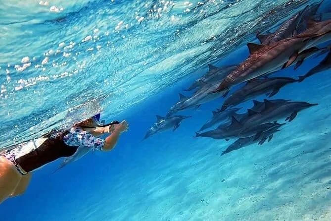 A swimmer respectfully observing a pod of wild dolphins